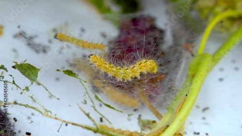 Weaving trees with cobwebs by larvae. Caterpillars of American white butterfly (Hyphantria cunea), moth fall webworm quarantine pest on leaves photo