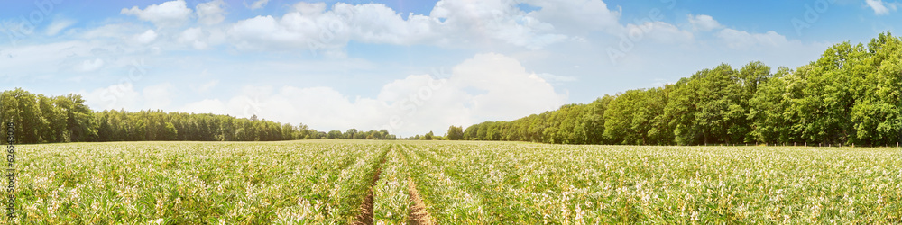 Field bean in summer with sun - Panorama