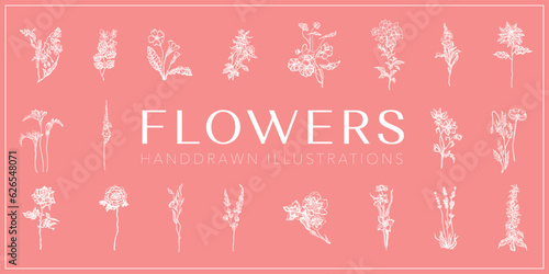 Flowers handdrawn illustrations set, Flowers collection
