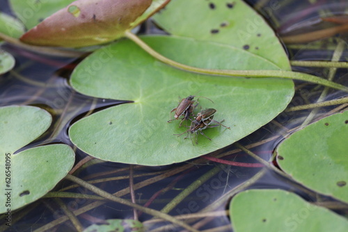 Leaf beetles mating on aquatic plants