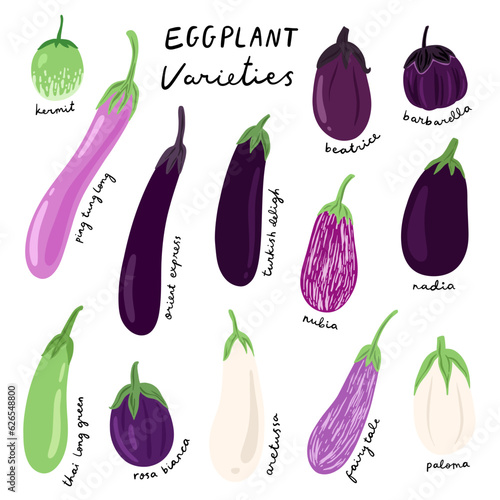 illustration of eggplant varieties