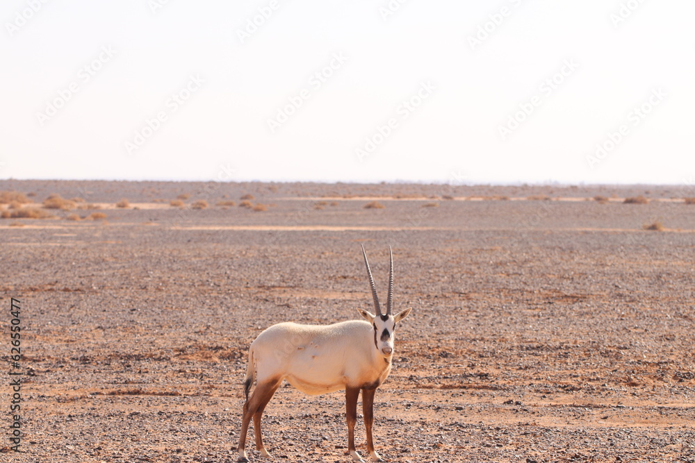 Fototapeta premium Orix en desierto