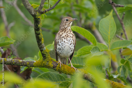 Song thrush - Turdus philomelos perched on green background. Photo from Ognyanovo in Dobruja, Bulgaria.  © PIOTR