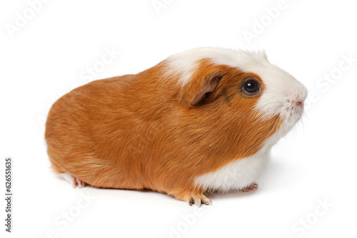 Single cute guinea Pig isolated on white background close up