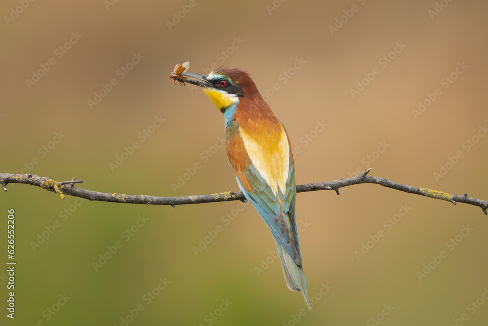 European bee-eater - Merops apiaster perched with insect in beak at light brown background. Photo from Ognyanovo in Dobruja, Bulgaria. European bee-eater - Merops apiaster perched with insect in beak at light brown background. Photo from Ognyanovo in Dobruja, Bulgaria.