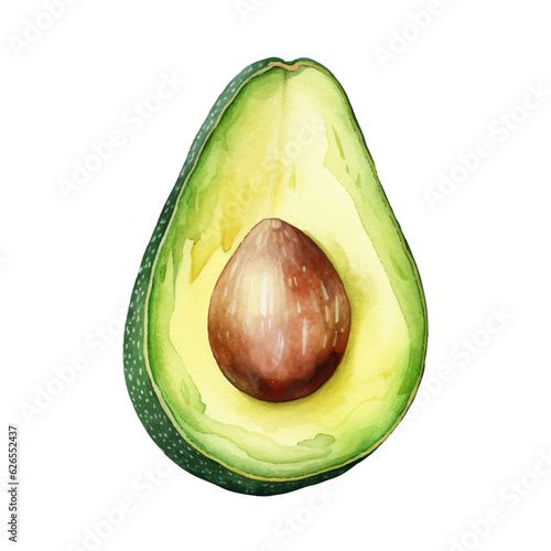 Half of avocado. Vector watercolour illustration with transparent background.