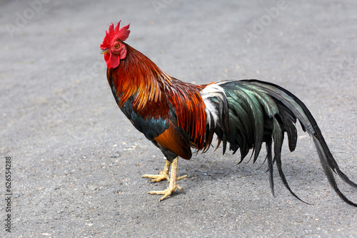 The fighting cock is beautiful hen in garden