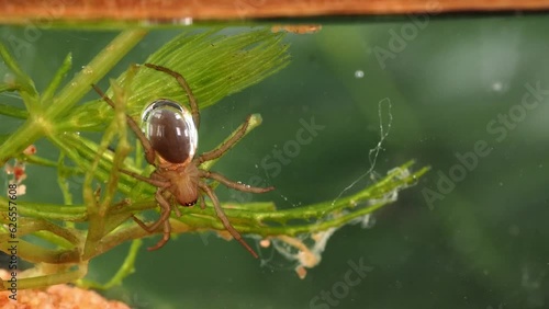 Eine Wasserspinne unter Wasser, mehrere Verhaltensweisen, Argyroneta aquatica