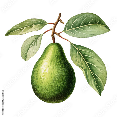 Whole avocado with leaves. Vector watercolour illustration with transparent background.