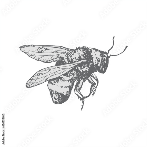 bee handdrawn illustration, vector bee drawing