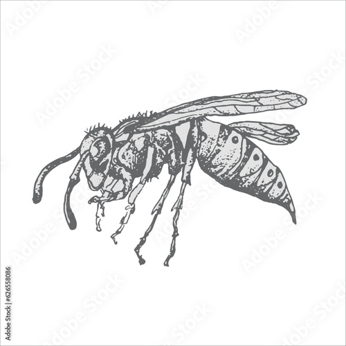 Wasp handdrawn illustration, wasp drawing