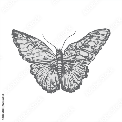 handdrawn butterfly illustration, butterfly drawing