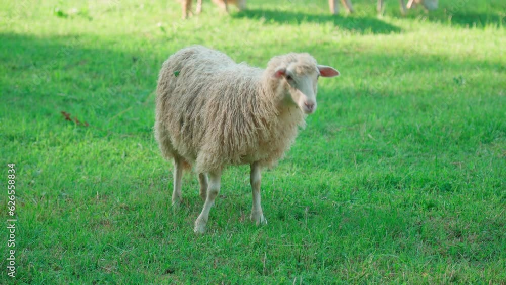 A sheep nibbles grass in the backyard of a rural house.