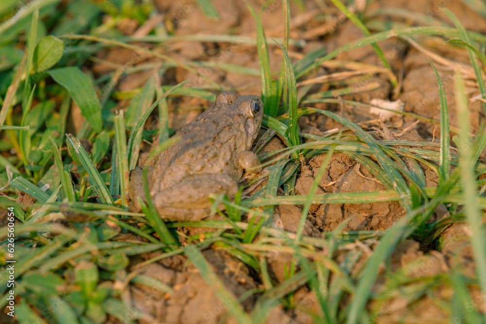 Ricefield toad on the grass, animal closeup Ricefield toad on the grass, animal closeup