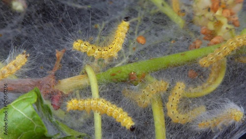 Weaving trees with cobwebs by larvae. Caterpillars of American white butterfly (Hyphantria cunea), moth fall webworm quarantine pest on leaves photo