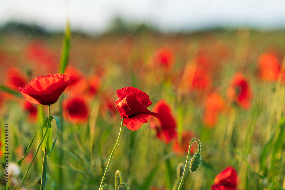 Naklejka premium Poppy flower on a background of green field