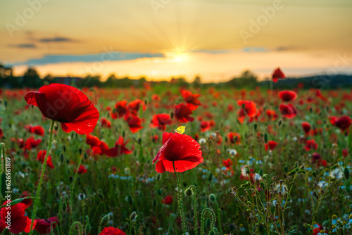 Red poppy field at sunset © Pawel Pajor