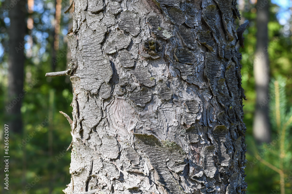 Fototapeta premium Spruce tree