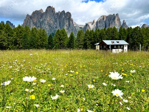 alpine meadow in the mountains, Rosengarten, Dolomiti, Dolomites, Dolomiten, Italy, Südtirol, Mountain view, alpine meadow, south tyrol 