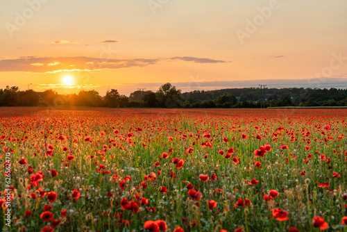 Red poppy field at sunset 