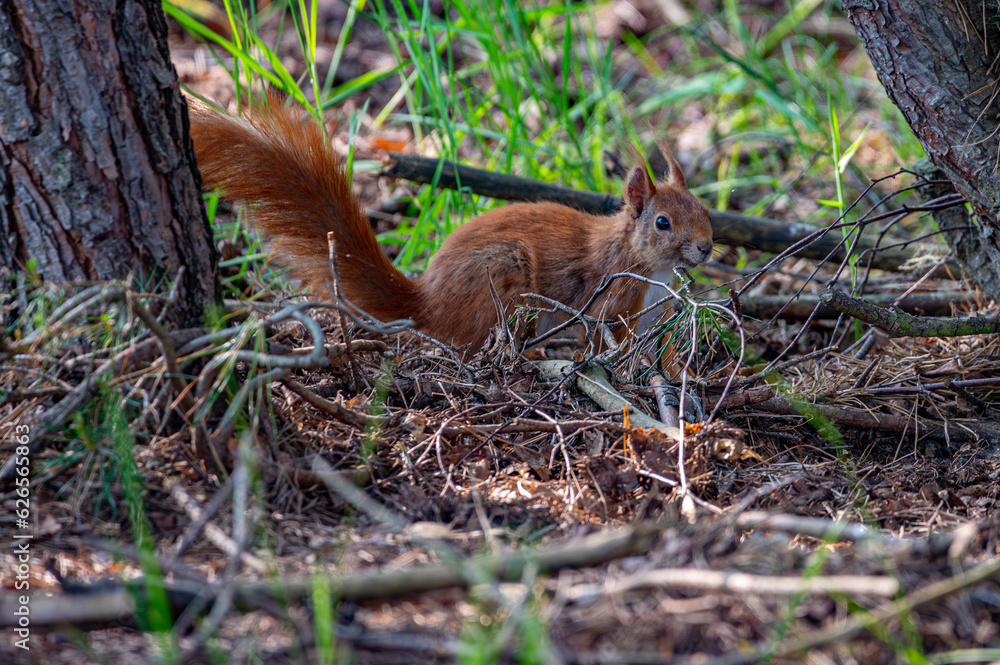 Eurasian red squirrel in the forest Eurasian red squirrel in the forest