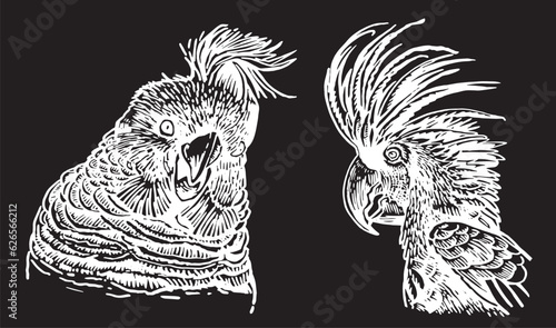 Graphical set of  parrots isolated on black,vector engraved elements of bird.Ink pen parrots