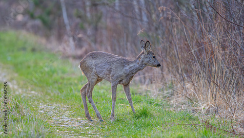 Fototapeta Naklejka Na Ścianę i Meble -  roe deer doe on forest road in early spring