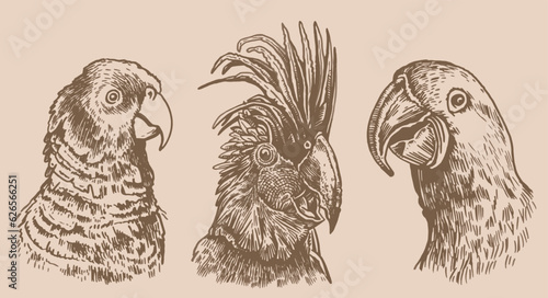 Graphical vintage set of  parrots ,vector element of bird.Ink pen parrots,ornithology
