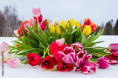 Colorful tulips in the snow