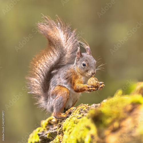Red Squirrel eating nut in the forest © creativenature.nl