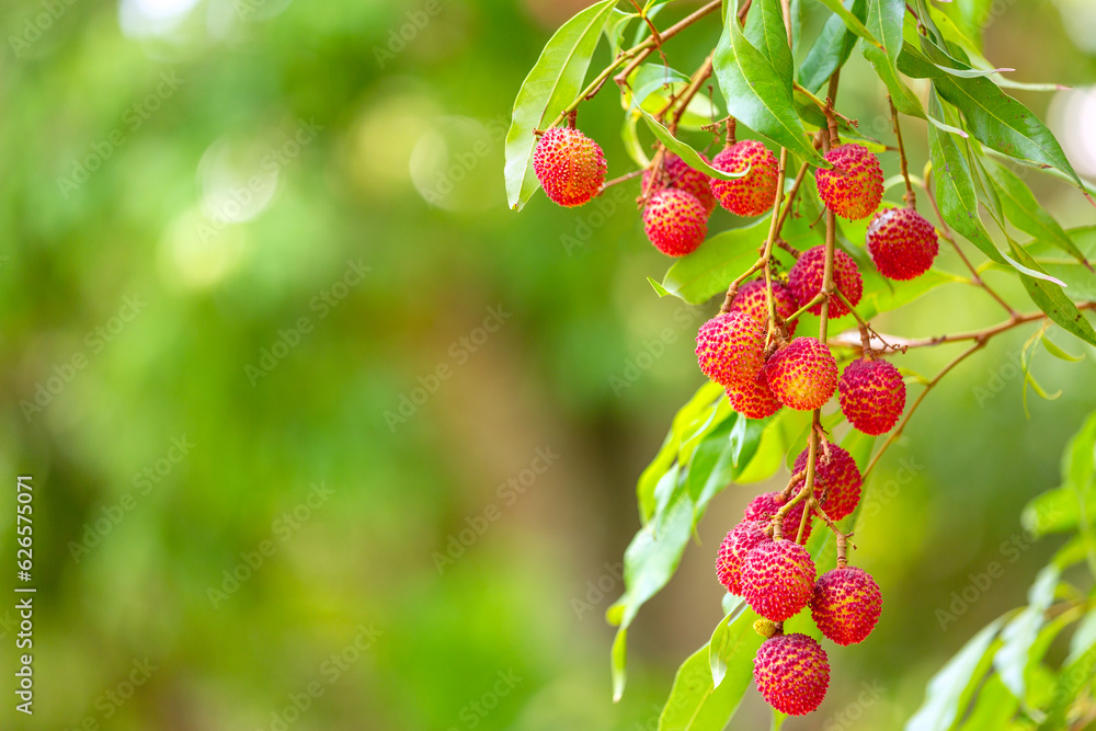 Obraz premium lychees fruit