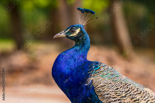 Wallpaper Mural Close-up of the blue head and headdress of a peacock isolated in nature Torontodigital.ca