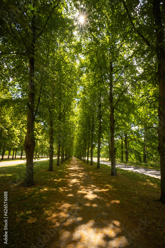 Der Fußweg in der Herrenhäuser Allee an einem Sommertag mit Sonne die durch die Baumkronen scheint