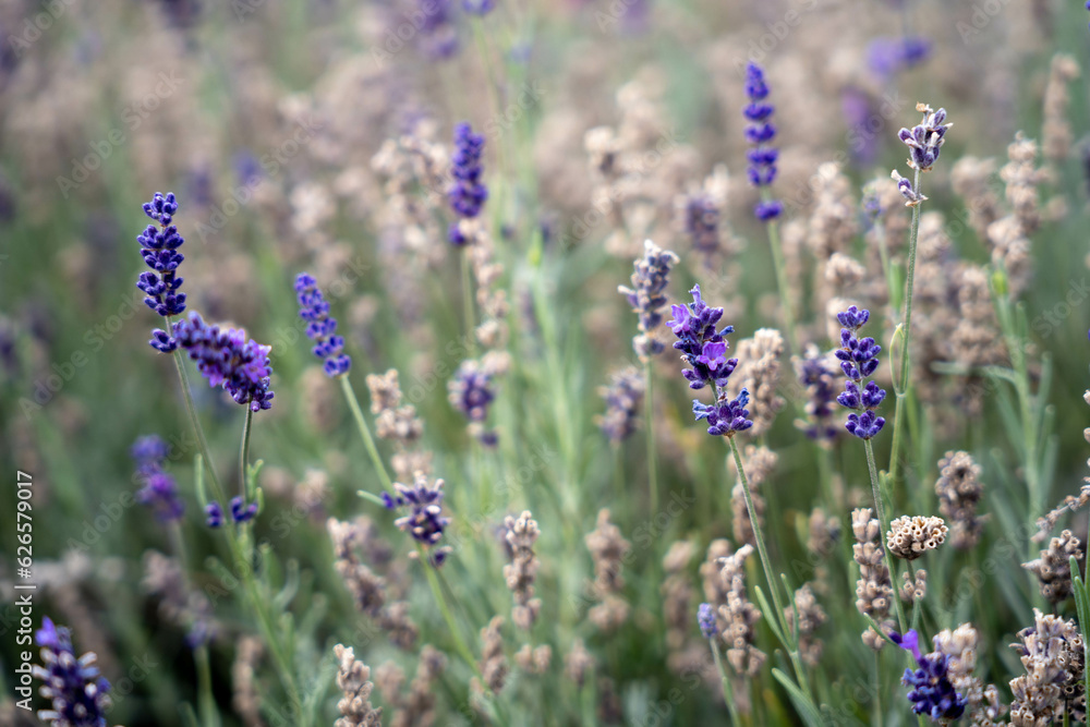 A stunning purple lavender forest that captivates the senses. Wanaka Lavender Farm, New Zealand A stunning purple lavender forest that captivates the senses. Wanaka Lavender Farm, New Zealand
