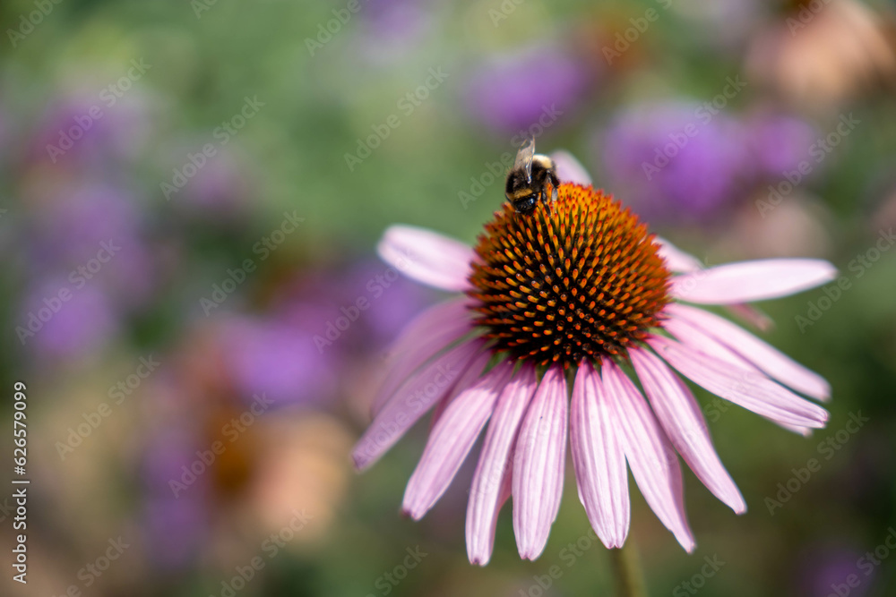 A buzzing bee delicately collects nectar from the heart of a flower, indulging in the sweet floral reward. A buzzing bee delicately collects nectar from the heart of a flower, indulging in the sweet floral reward.