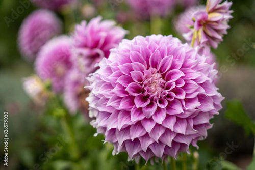 The fuchsia dahlias bloom in exquisite splendor, displaying their captivating beauty.