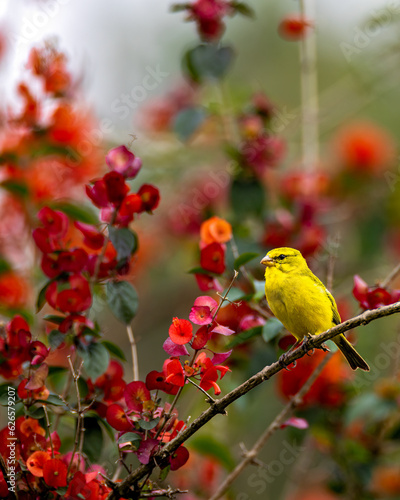 Brimstone Canary in a Bouquet of red flowers 