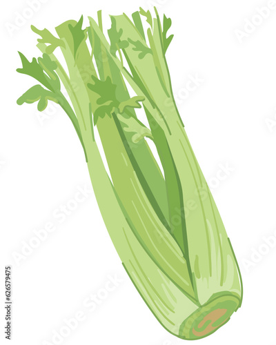 Stems and leaves of celery. Vector flat illustration. Bunch of fresh green leafy vegetables. Healthy natural raw food is rich in vitamins. Fragrant crunchy vegetable  ingredient for detox cocktails.