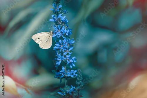 Biały motyl na kolorowym niebiesko-zielonym tle photo