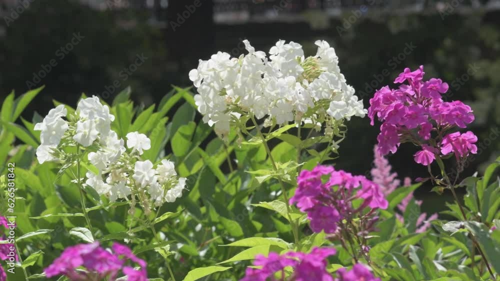 bright violet and white phloxes blossom in garden. close up footage. sunny day bright violet and white phloxes blossom in garden. close up footage. sunny day