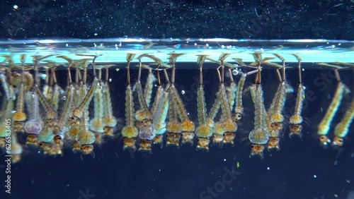 Culex pipiens (the common house mosquito or northern house mosquito)