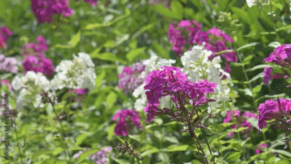 bright violet and white phloxes blossom in garden. close up footage. sunny day bright violet and white phloxes blossom in garden. close up footage. sunny day