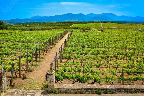 Vineyards of Crete island on sunny day, distant mountains, Greece