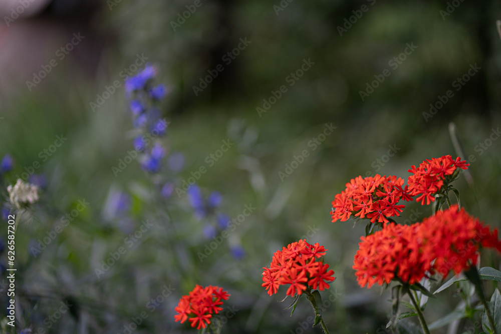 Wild red flower green in abstract style on green background Wild red flower green in abstract style on green background