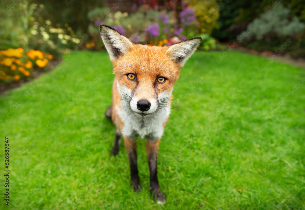 Red fox standing on green grass in summer Red fox standing on green grass in summer