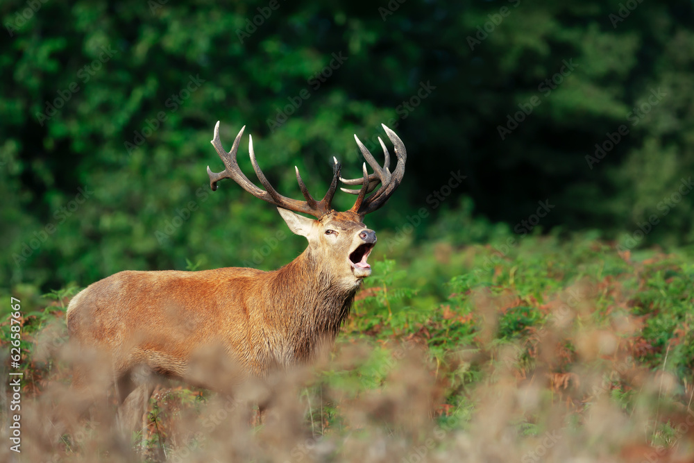 Naklejka premium Red deer stag calling during the rut in autumn