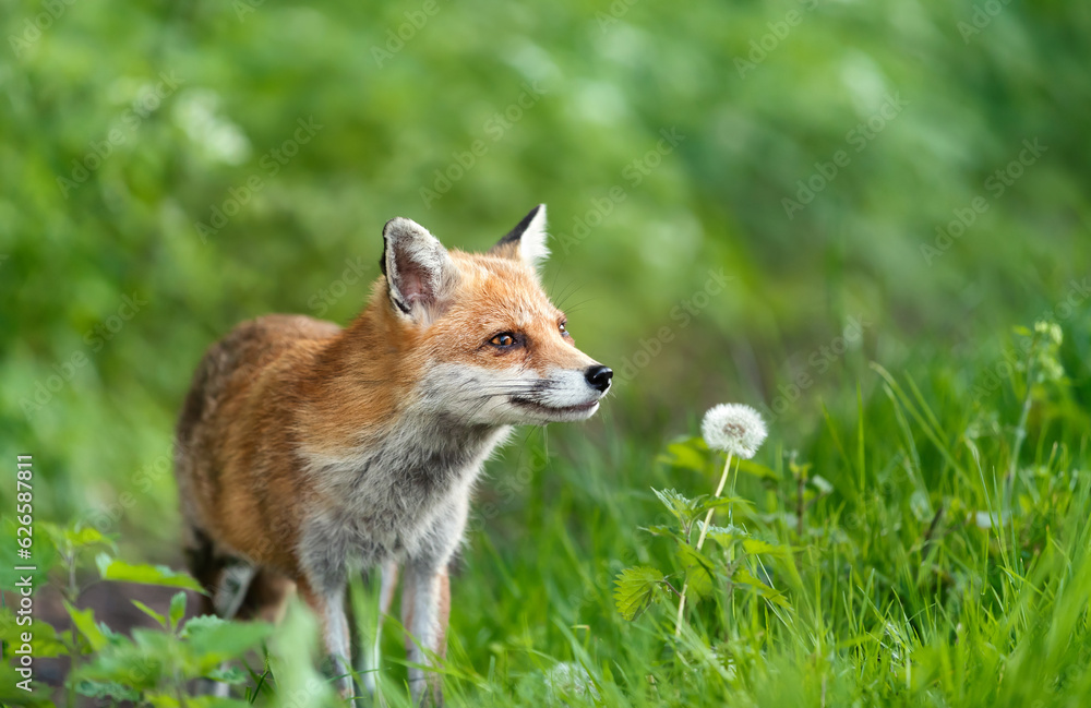 Close-up of a red fox and a dandelion in summer Close-up of a red fox and a dandelion in summer