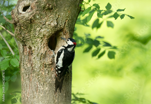 Great spotted woodpecker male preparing nest in spring