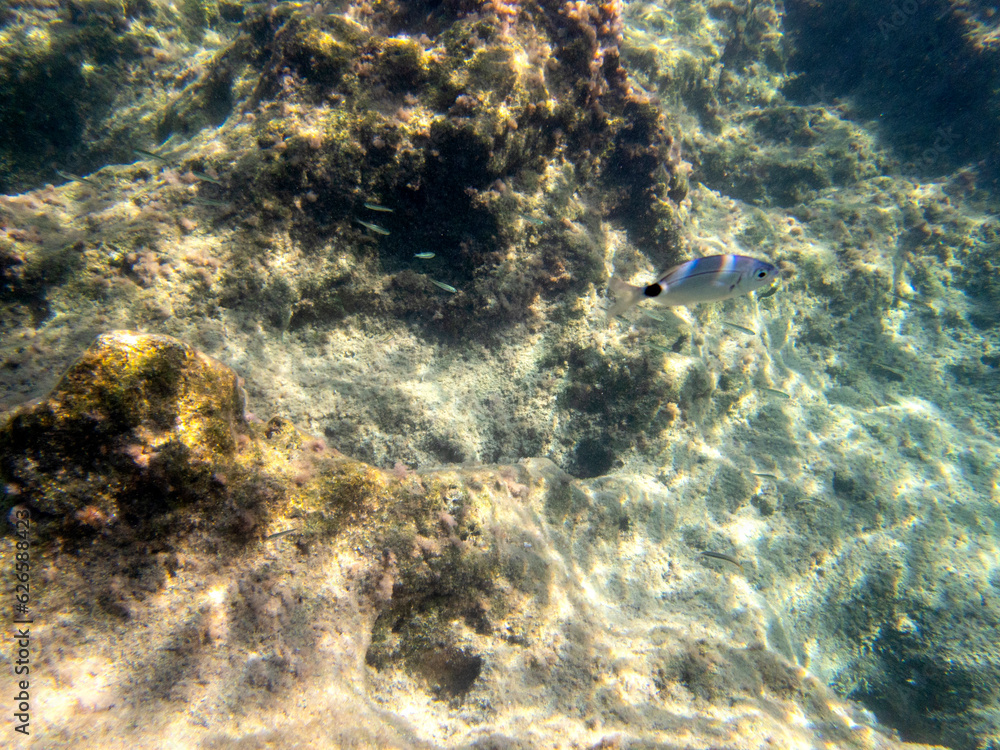 snorkeling nella costa del Plemmirio