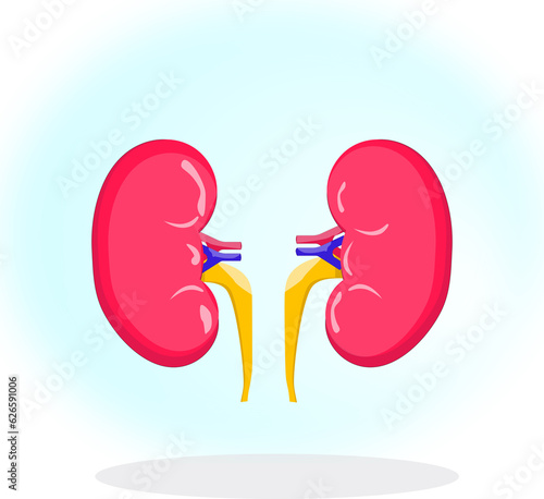 Kidney human body organ anatomic medical and healthcare illustration